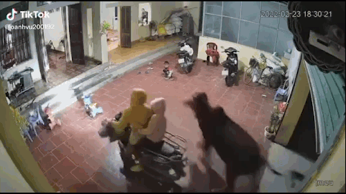 Bò lao thẳng vào nhà khiến cả gia đình chạy tán loạn