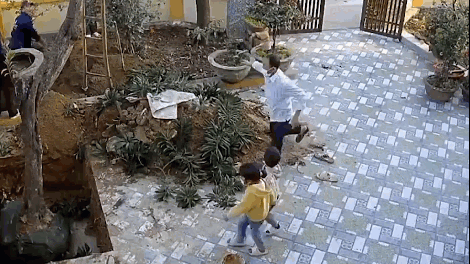 Khoảnh khắc cây lớn bất ngờ đổ xuống sân, suýt đè trúng 2 đứa trẻ đang chơi