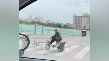 Chú chó kéo xe ba bánh chở ông chủ khiến người đi đường sửng sốt