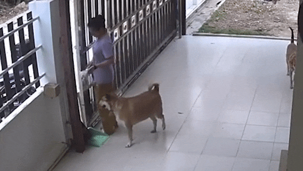 Cô gái la hét hoảng loạn vì suýt bị rắn tấn công