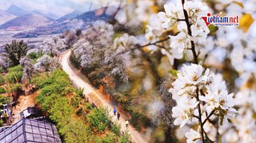 Hoa Sơn Tra nở trắng rừng, bản vùng cao Tây Bắc đẹp như tranh vẽ