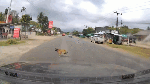 Tránh chó chạy sang đường, ô tô lao thẳng vào quán cà phê